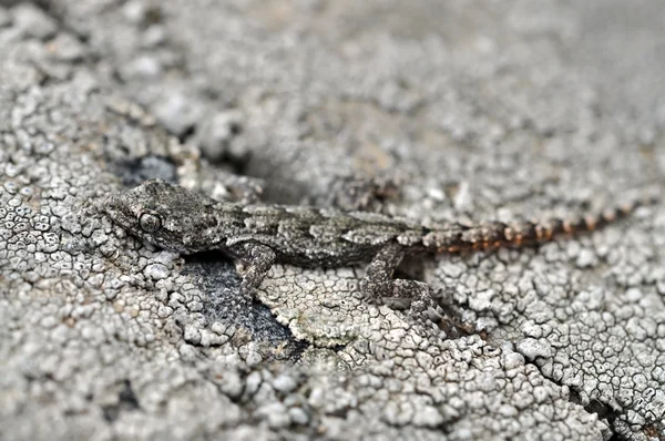 Crimean gecko. mimicry — Stock Photo, Image