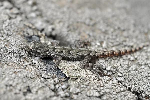 Kırım gecko. taklit