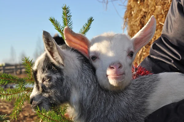 Kerstmis geiten — Stockfoto