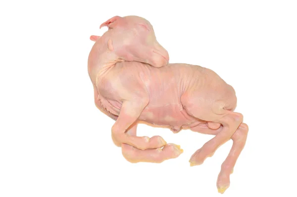 Embrião caprino doméstico — Fotografia de Stock