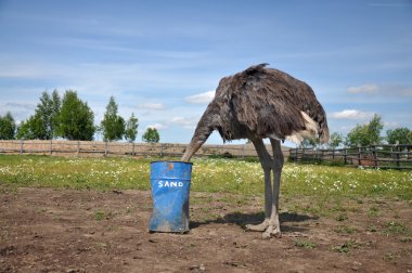 Afrikalı devekuşu kafasını kuma gizleme