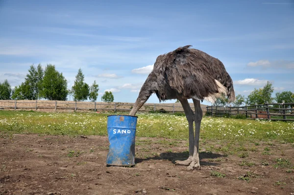 Autruche africaine cachant sa tête dans le sable — Photo