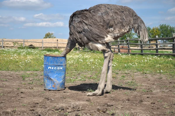 A imagem cômica da avestruz que esconde sua cabeça Fotos De Bancos De Imagens