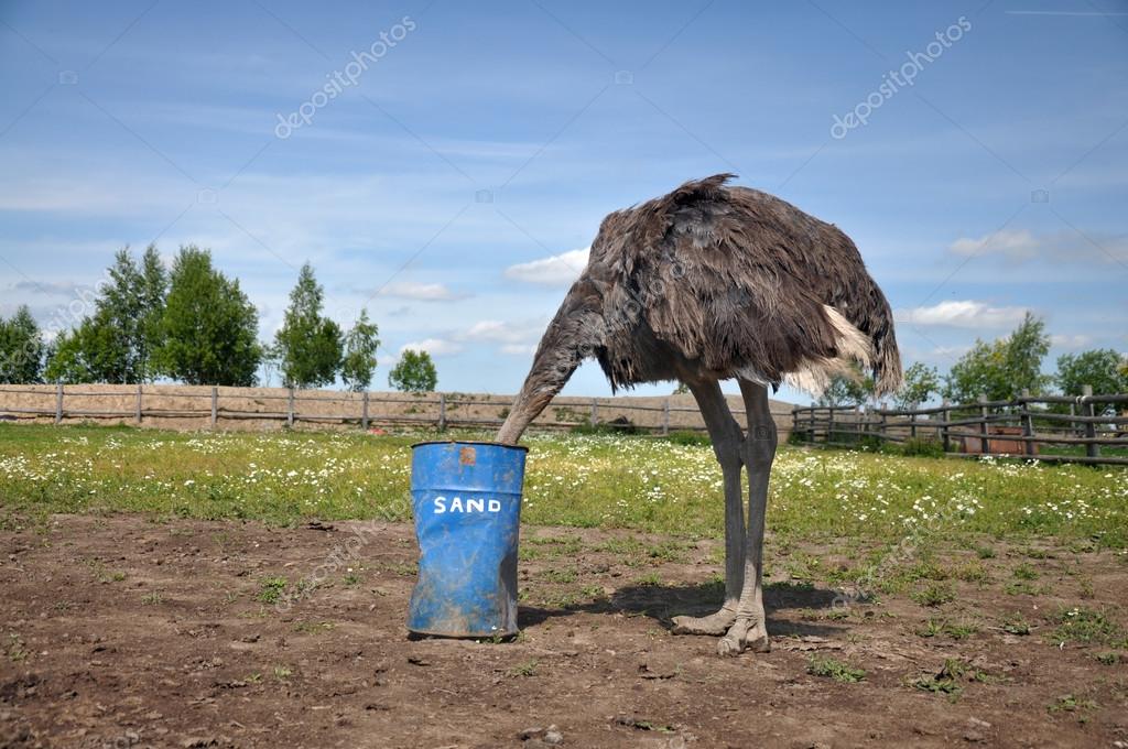African ostrich hiding its head in the sand — Stock Photo © evgovorov