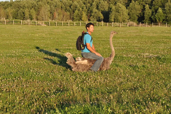 O cara com a mochila senta-se na avestruz — Fotografia de Stock