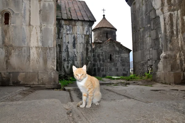 Ermenistan'da Kutsal Manastırı Haghpat bekçisi kedi