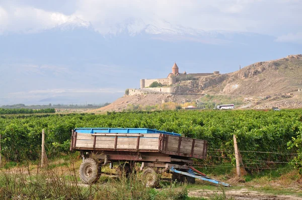 Wijngaard in Armenië — Stockfoto