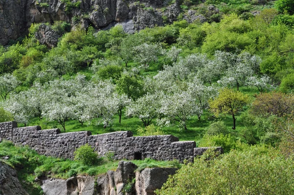 Bloeiende tuin in Armenië — Stockfoto