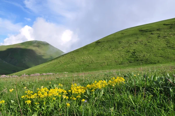 Blooming mountainside. Armenia — Stock Photo, Image