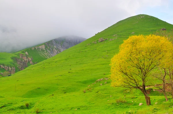 Ermenistan dağlarda bahar
