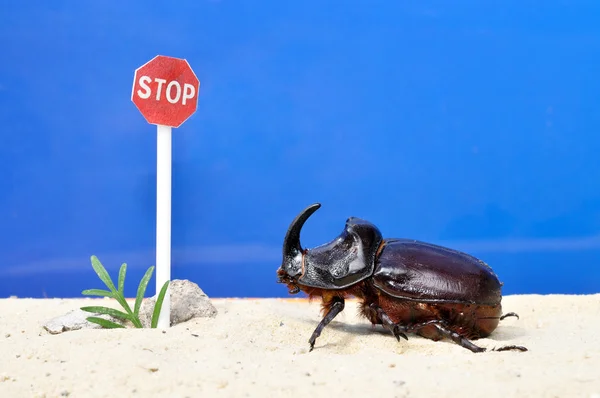 Käfer krabbelt an Stoppschild — Stockfoto