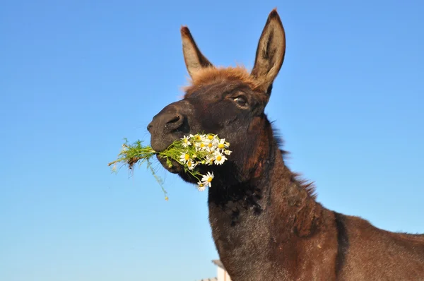 Âne avec un bouquet de fleurs — Photo