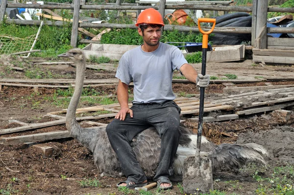 Tired Worker sits on ostrich — Stock Photo, Image