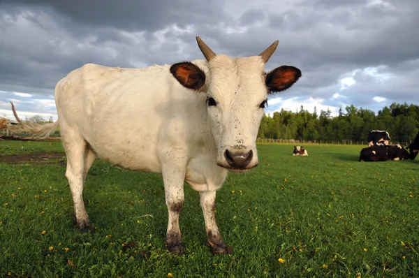 Neugieriges weißes Kalb — Stockfoto