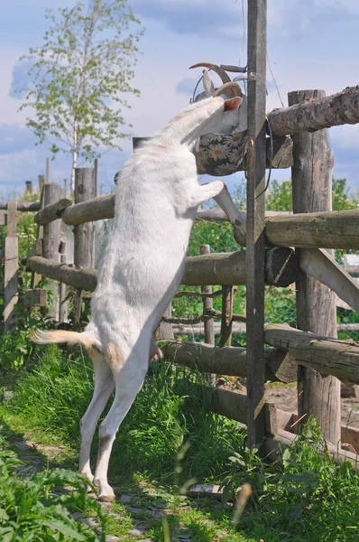 Yiyecek çalmak keçi — Stok fotoğraf