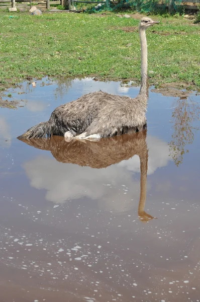 Afrikanischer Strauß wird in einer Pfütze gebadet — Stockfoto