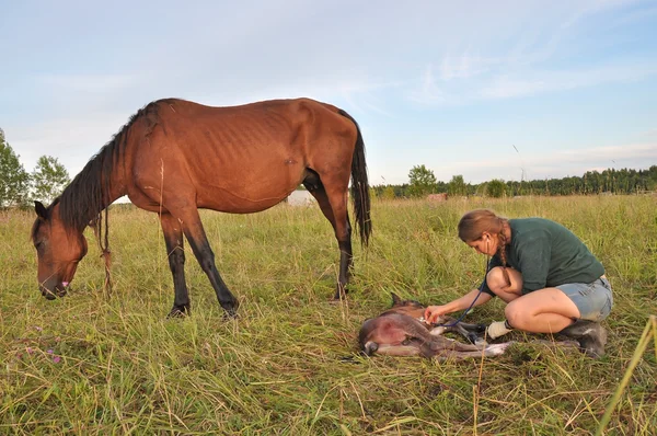 Assisting a newborn foal — Stock Photo, Image