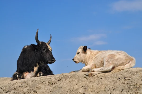 Svart dzo och vit kalv liggande på kullen — Stockfoto