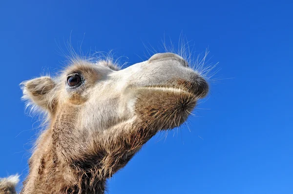 Baktrisches Kamel mit Kopf — Stockfoto