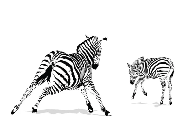 Vágtázó zebrákat illusztráció — Stock Vector