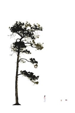 Illustration Of Old Pine Tree clipart