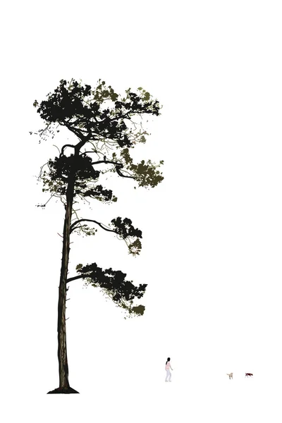 Obrázek staré borovice strom — Stockový vektor