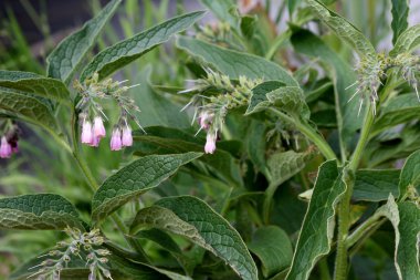 Karakafes herb