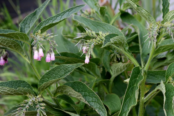 Erva de Comfrey — Fotografia de Stock