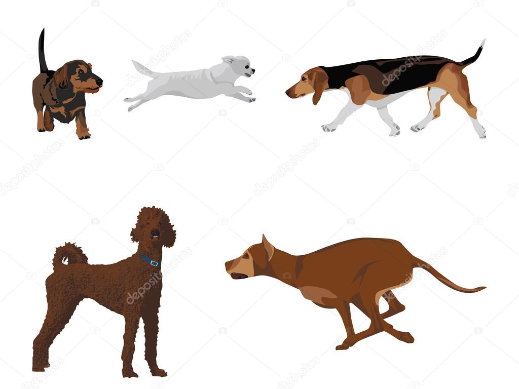 Dogs Vector Set