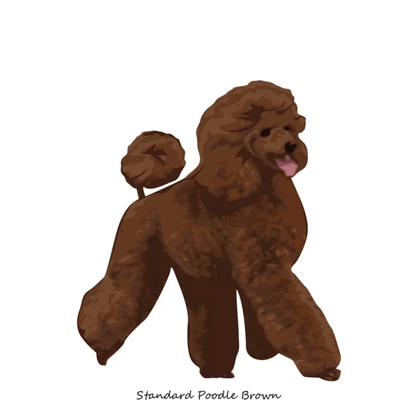 Poodle. — Vector de stock