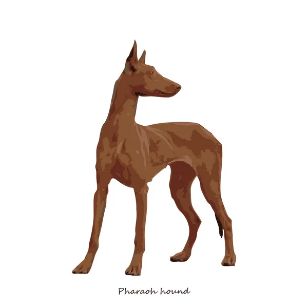 Pharaoh hound — Stock Vector