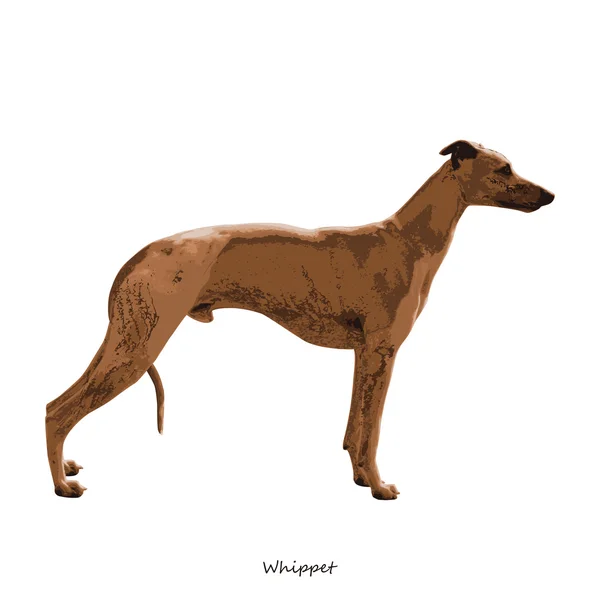 ホイッペット犬 — ストックベクタ