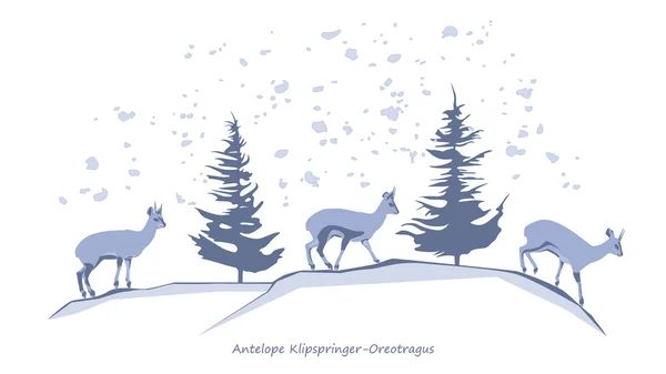 Antelope Klipspringer-Oreotragus - Stok Vektor