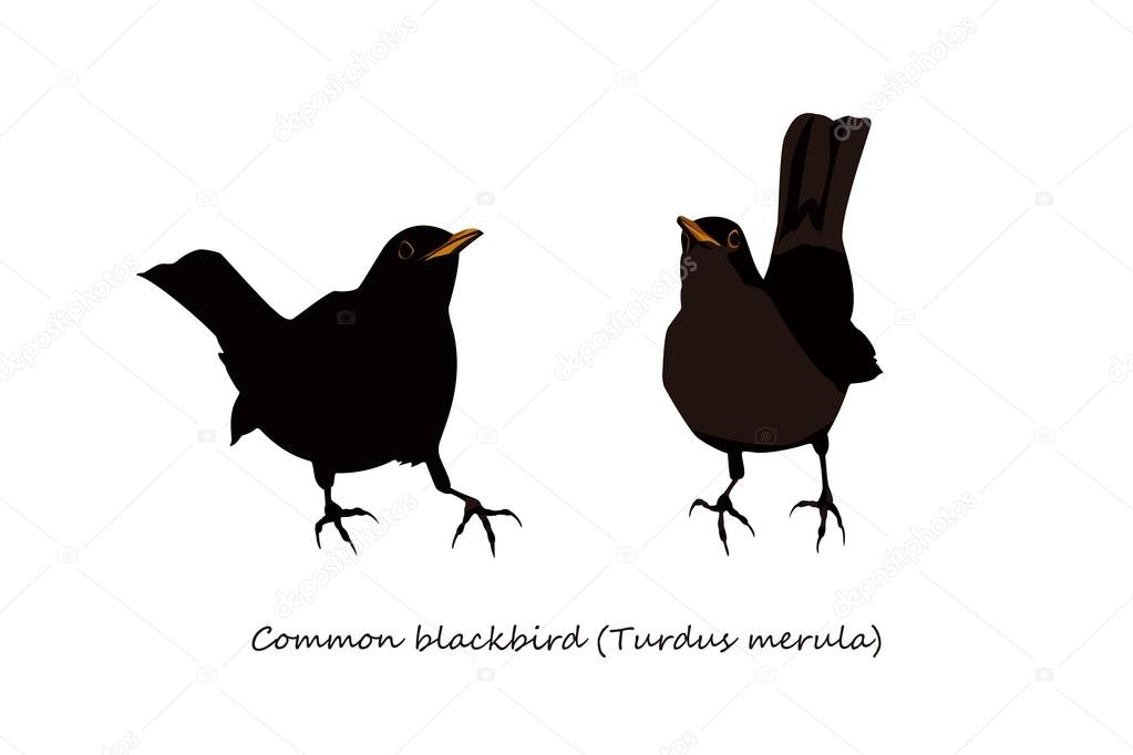 Blackbird Illustration; male and female