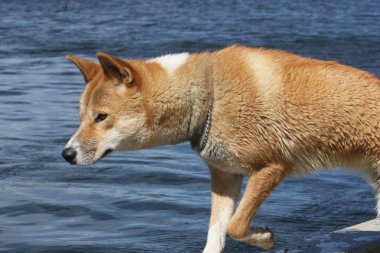 Avustralya dingo