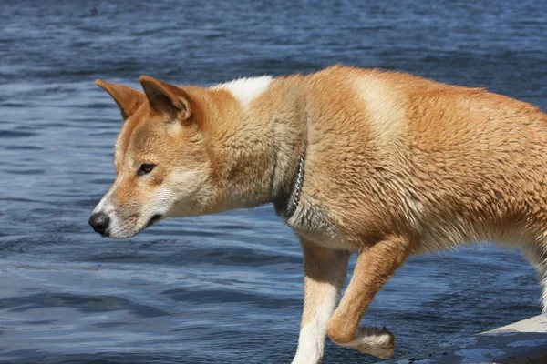 Αυστραλιανή dingo — Φωτογραφία Αρχείου