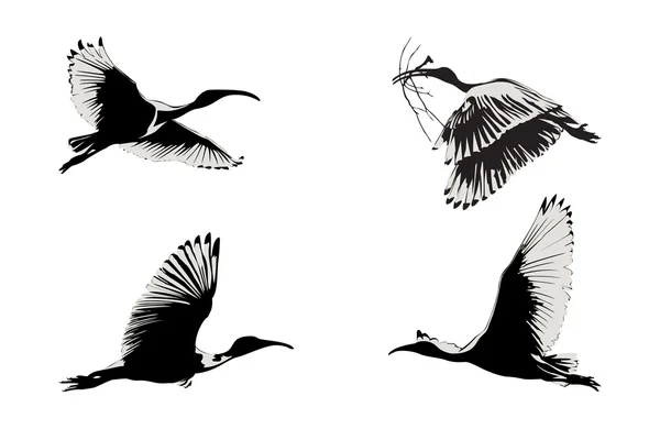 Flygande ibis — Stock vektor