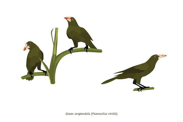Πράσινα Oropendola απεικόνιση — Διανυσματικό Αρχείο