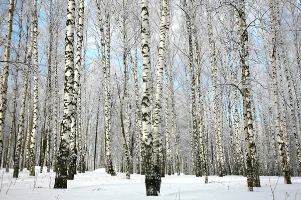 겨울 눈이 덮여와 백 화 나무숲 — 스톡 사진