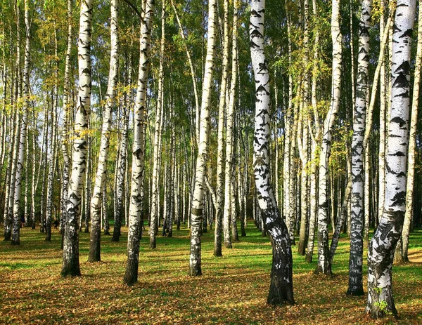 Birch forest in the golden evening sunshine Royalty Free Stock Photos