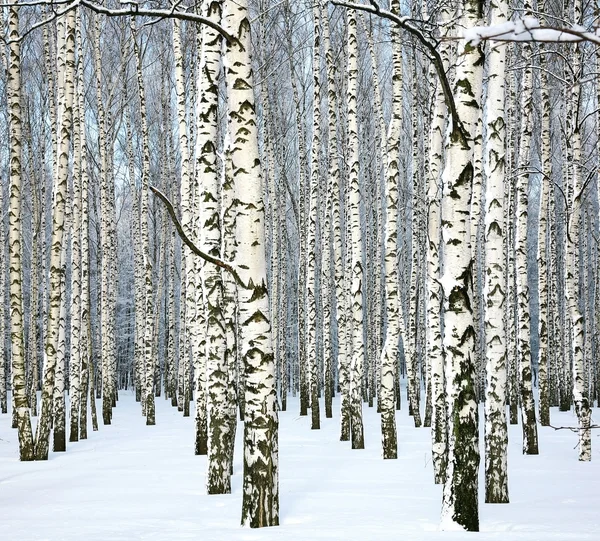 İnce kış huş ağacı ve mavi gökyüzü — Stok fotoğraf