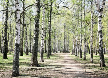 İlk Bahar yeşil yapraklarda huş sokak