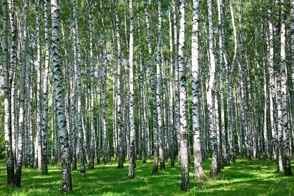 Summer birch grove in sunlight — Stock Photo, Image