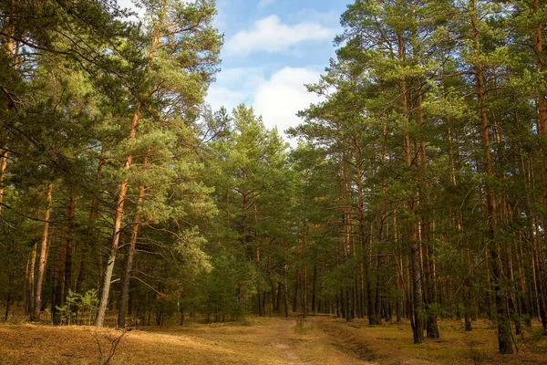 Forêt Pins Automne Par Temps Ensoleillé Contre Ciel Bleu Image En Vente