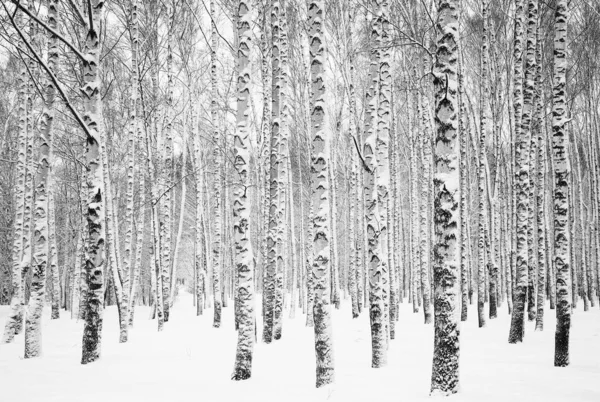 Troncos Abedul Cubiertos Nieve Blanco Negro —  Fotos de Stock