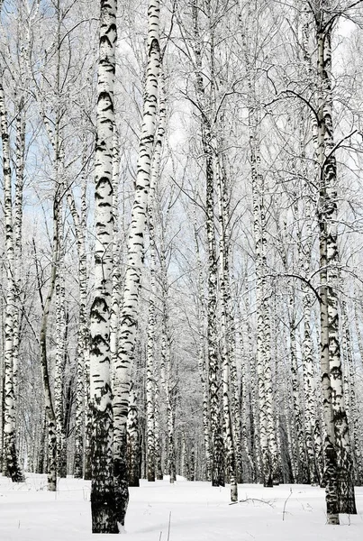 Trunks Winter Birch Trees Sunny Day Blue Sky — Stock fotografie