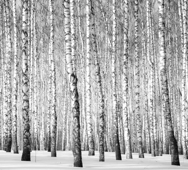 Abedul Invierno Blanco Negro Luz Del Sol — Foto de Stock