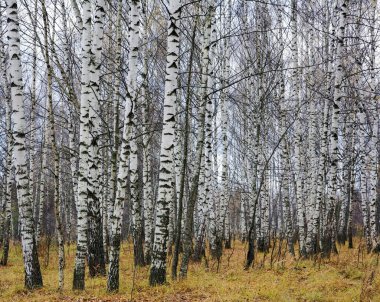 Kırsalda beyaz huş ağaçları olan sonbahar manzarası