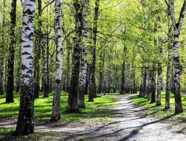 Birch sokağında batan güneşin ilk mayıs yeşilliği