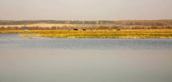 Коровы Пасутся Пастбище Возле Озера Осенний Солнечный День — стоковое фото